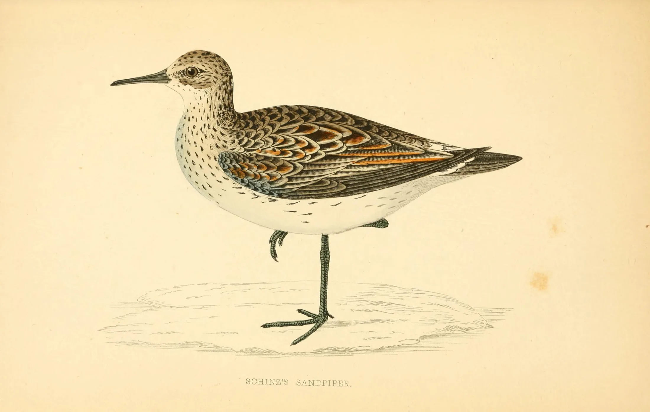 Identifier: historyofbritish06morr (find matches)
Title: A history of British birds. By the Rev. F.O. Morris ..
Year: 1862 (1860s)
Authors:  Morris, F. O. (Francis Orpen), 1810-1893
Subjects:  Birds
Publisher:  London, Groombridge and Sons